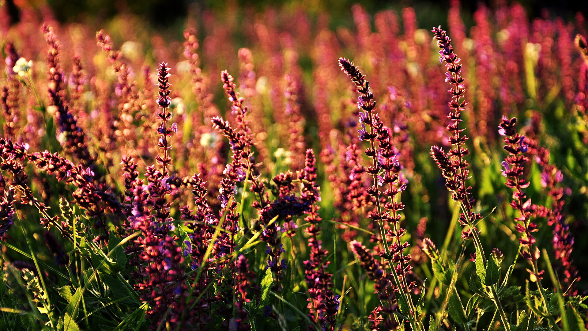 雷火电竞合作-东决封神夜，字母哥3.6秒撕裂宿命，王者一球定山河