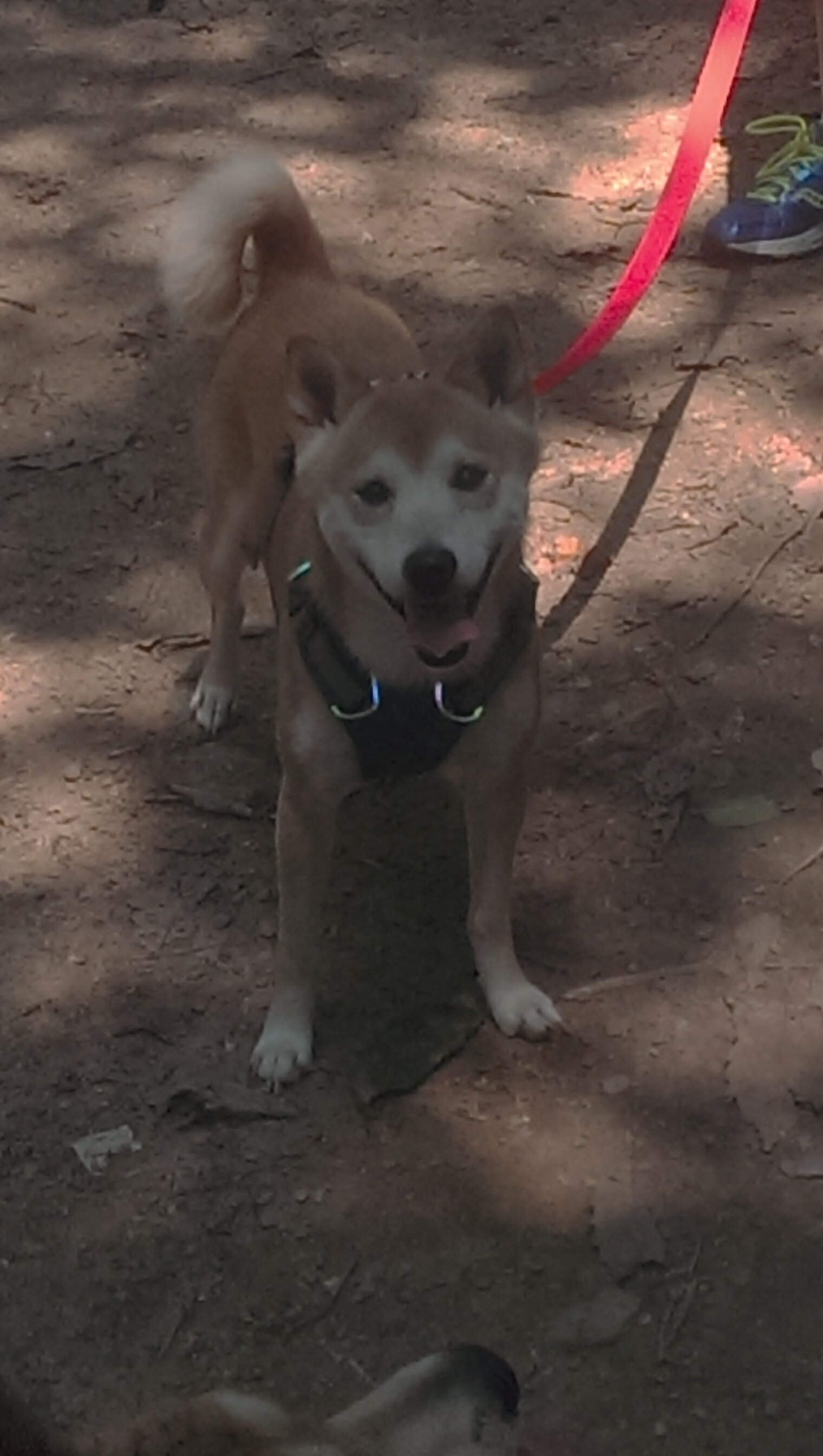 跨界风暴，2026世界杯焦点战，广厦队制霸骑士